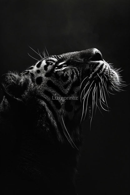 midnight tiger-[Aluminium]-[Canvas]-[Poster]-[plexiglas]-luxeprintz
